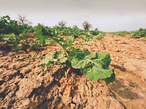 A small oilseed rape plant on wet humus clay. The quality check of oilseed rape and roots. The stalk, leaves and roots.