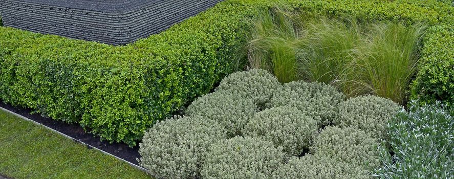 Interesting arrangement  of topiary plants and grasses in  a.garden border