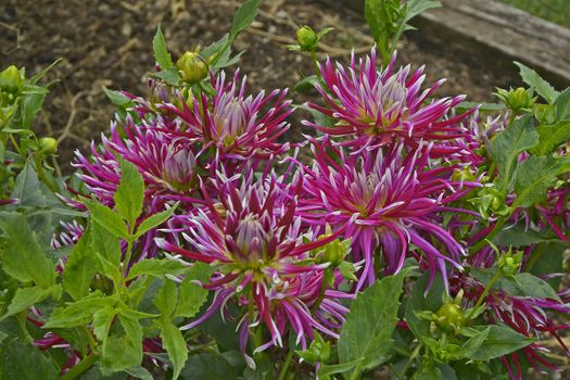 Close up of flowering Dahlia Hollyhill 'Spider Woman' in a garden flower border