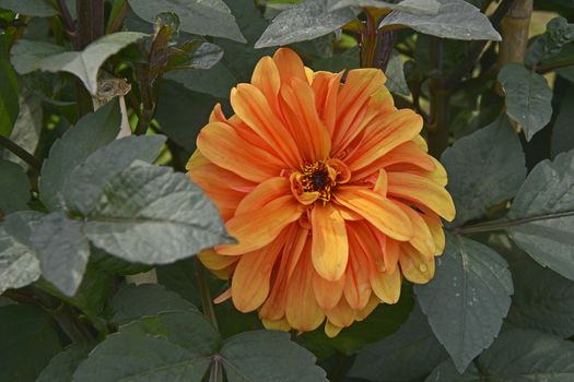 Close up of flowering Dahlia 'David Howard' in a garden flower border