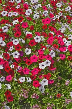 Close up of a flower border with colouful flowering Petunias in assorted colours