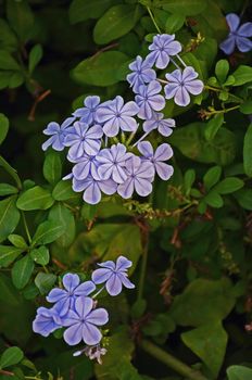 Close up garden portrait of Plumbago auriculata in a Mediterranean garden