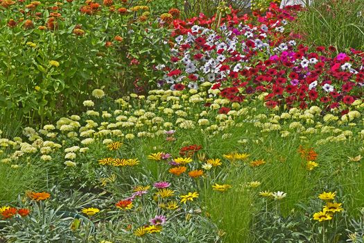 Colourful flower border with a display of mixed Petunias and Gazania flowers