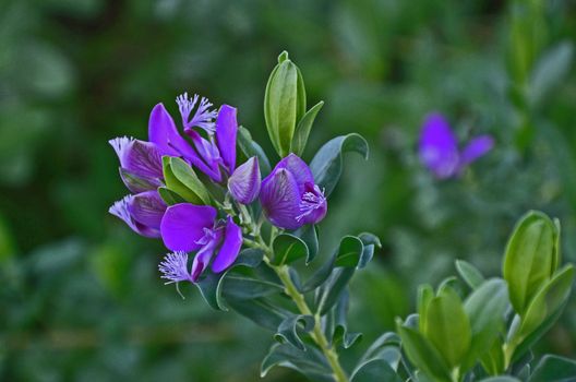 Close up portrait of Polygala myritfolia in a Mediterranean garden