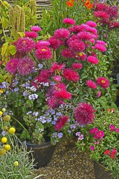 Colourful flower container with a close up of Callistephus chinensis 'Star Scarlet'