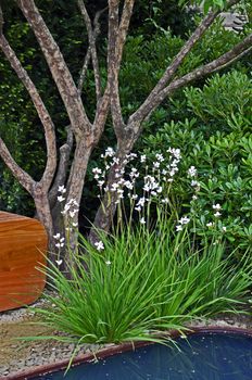 Pool side of an urban garden with tree, seating and white flowers