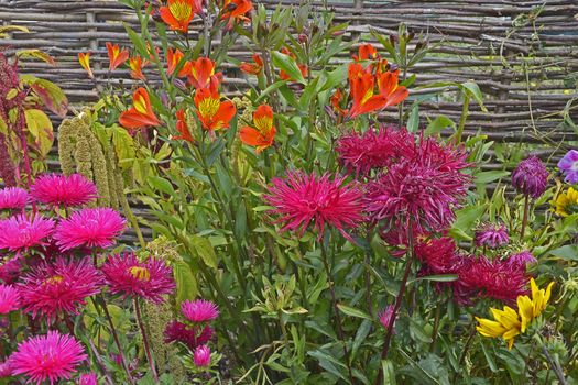 Colourful flower border with a close up of Callistephus chinensis 'Star Scarlet' and Alstromeria 'Indian Summer'