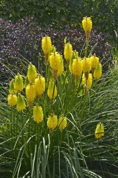 Close up of Kniphofia 'Bee's Lemon' in a flower border