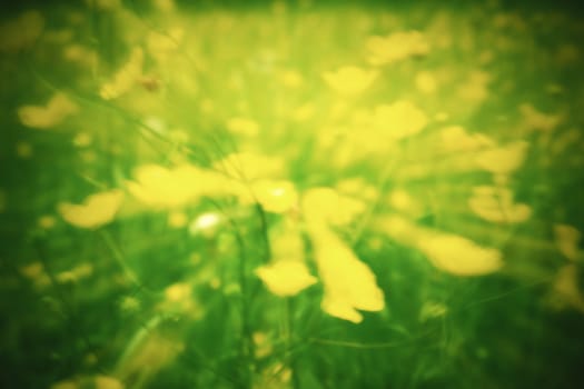 Defocused yellow flowers and grass. Blurred and de focused yellow blossom and green stalks leaves for background. Hypnotic blurry effect.
