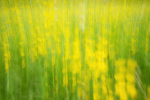 Defocused flowers and grass for background. Blurred and de focused fresh yellow blossom and green stalks leaves. Hypnotic blurry effect.