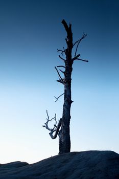 Old death tree trunk on rocky peak. Blue hour view with clear sky.