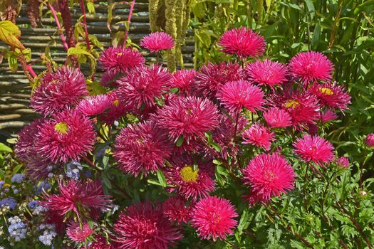 Colourful flower border with a close up of Callistephus chinensis 'Star Scarlet'