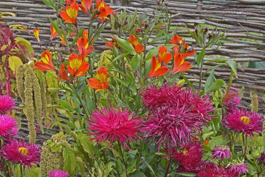 Colourful flower border with a close up of Callistephus chinensis 'Star Scarlet' and Alstromeria 'Indian Summer'