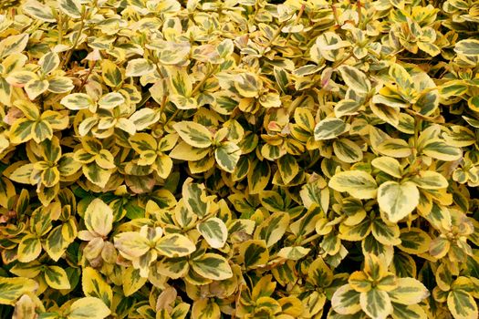 Euonymus fortunei. Yellow and green leaves of euonymus fortunei, background. Colorful background of euonymus bush known as spindle tree. Wintercreeper Euonymus. Bush leaves and branches for background.