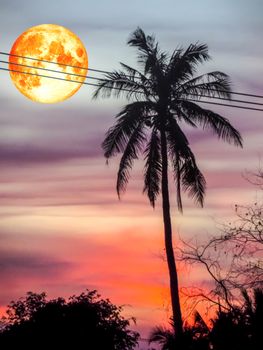 full blood moon silhouette power electric line and coconut