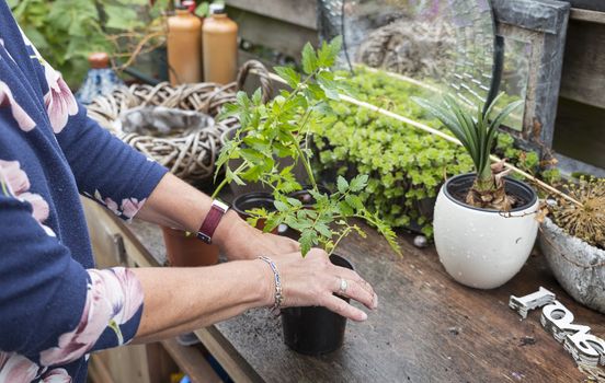 adult woman busy in the garden putting a young tomato plant in a bigger pot on a wooden garden table