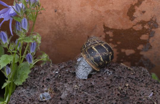 Common or garden snail Helix aspersa Helicidae in a garden exuding defensive foam froth for protection