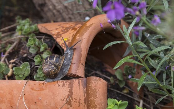 brown garden snail, brown gardensnail common garden snail European brown snail Helix aspersa Cornu aspersum Cryptomphalus aspersus)in a garden 