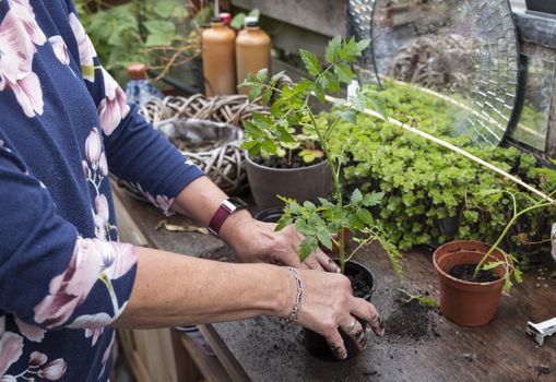 adult woman busy in the garden putting a young tomato plant in a bigger pot on a wooden garden table