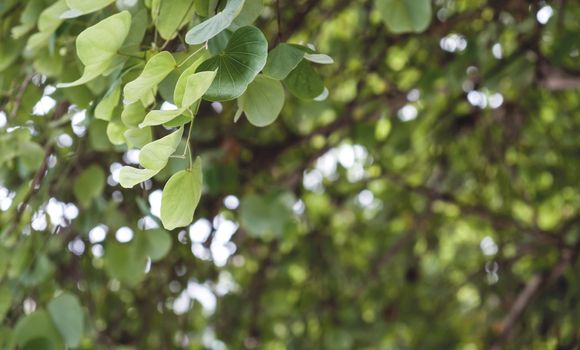 Chongkho or Purple orchid tree in the garden green leaves background