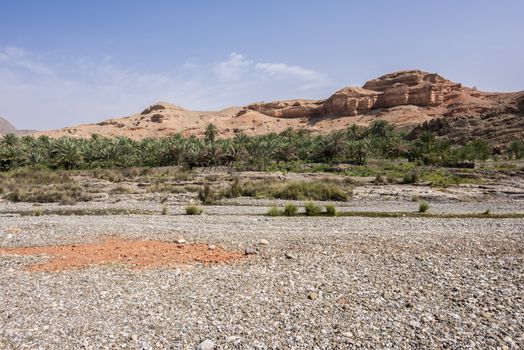 Palm groove near a river and mountain, Al Mazari (village beside Wadi Dayqah Dam), Sultanate of Oman, Middle East