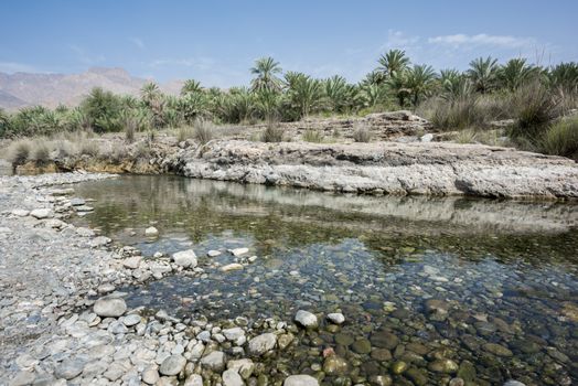 Palm groove near a river and mountain, Al Mazari (village beside Wadi Dayqah Dam), Sultanate of Oman,