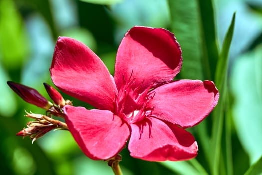 red oleander flower on the island of Crete in Greece