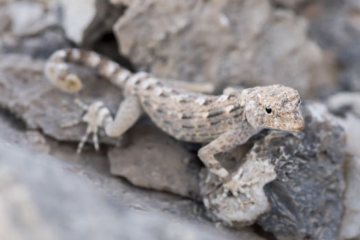 Rock semaphore gecko (Pristurus rupestris) on a rock , found in Ras Hadd, Sultanate of Oman