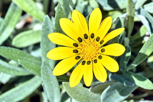 Yellow African daisy flower on the island of Crete in Greece