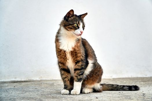 White and gray adult cat of the European breed on the island of Crete in Greece