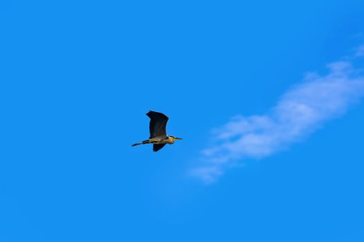 Grey heron flies in the sky