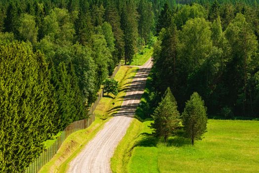 Rural road through the forest