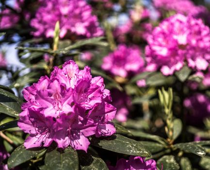 violet-flowering rhododendron, front flowering sharp, rear area intentionally blurred, germany