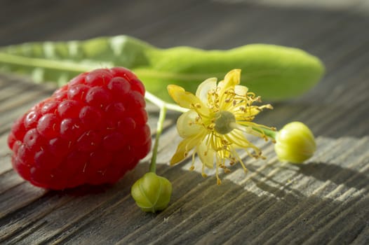Ripe red fresh raspberry with linden flower resting on a rustic striated wood surface in a close up seasonal still life