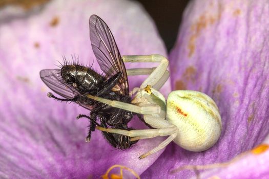 White crab spider with a fly which it has caught