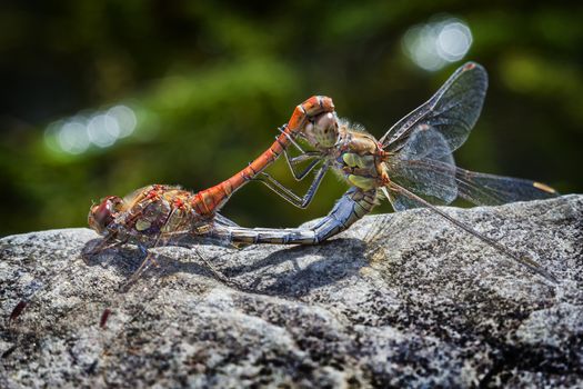 Common Darter orange dragonfly insect mating on a springtime summer garden wall