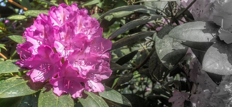 Violet flower of a rhododendron bush (rhododendron hypoglaucum) with black and white developed free space on the right side of the picture, copy space