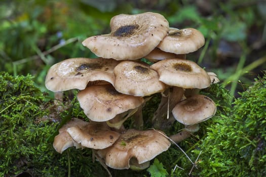 Woodland fungi mushrooms in the autumn fall