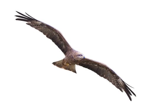 Black Kite (Milvus migrans) bird of prey raptor flying with spread wings in flight cut out and isolated on a white background
