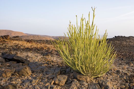 Euphorbia larica (cactus-like in appearance) is one of the commoner plants in Oman (where it is known as isbaq), found from sea-level to 1500m. Like many other Euphorbiaceae, it produces abundant white milky sap ( latex-like) when the stems are broken. This sap is not an irritant, but may be poisonous when ingested.