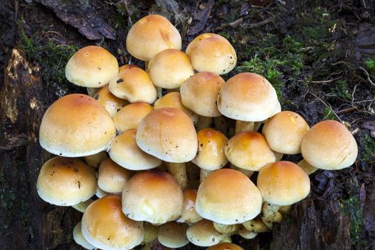 Woodland fungi mushrooms in the autumn fall