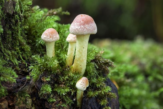 Woodland fungi mushrooms in the autumn fall