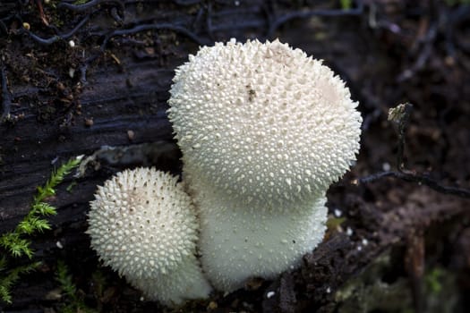 Common Puffball Fungus mushrooms in the autumn fall