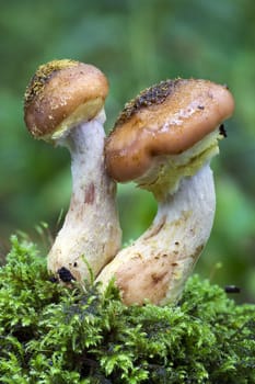 Woodland fungi mushrooms in the autumn fall
