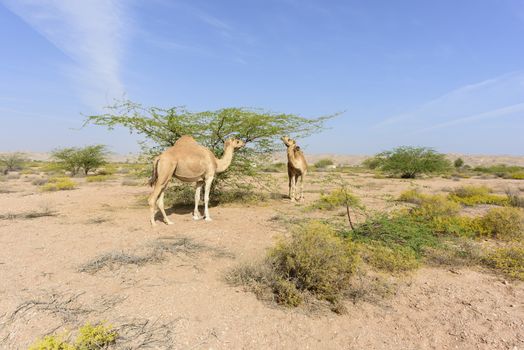 Camels eating leaves in the Acacia forest near Ras Al Hadd and Ras Al Jinz, Sultanate of OMAN