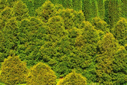 Thuja forest abstract background. View from the top