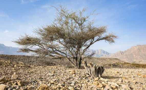 Acacia Tree between rocks in a Wadi near Wadi Dayqah Dam in the Sultanate of Oman.