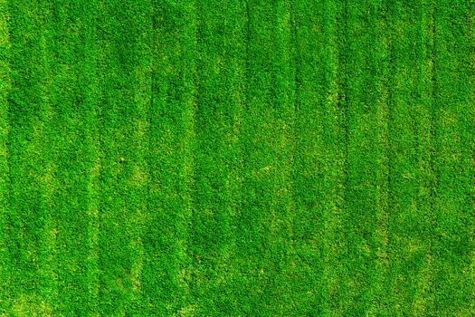 Green grass field background. View from the top