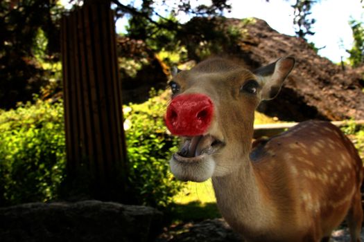 Rudolph the real one with a red nose