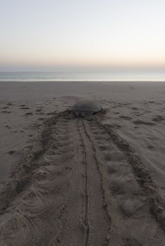 Sea turtle tired after nesting during the night and trying to get back to the ocean before the sun rise. early Morning in Ras Al Hadd, Sultanate of Oman
